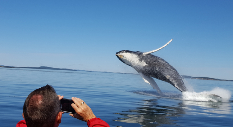 Kanada New Brunswick Humpback Wal Foto New Brunswick Tourism